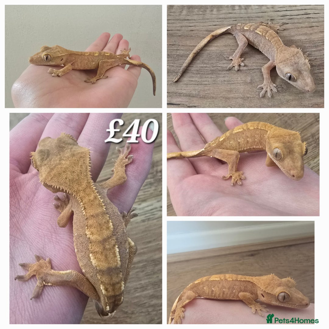 Gecko reptiles for sale: Crested Geckos in Milton Keynes - Image 1