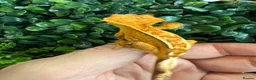 Gecko reptiles for sale: Crested Gecko - Advert 7