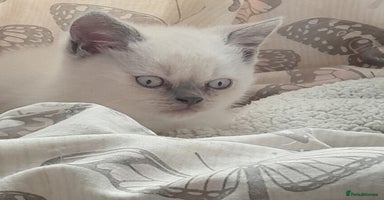 British Shorthair cats in Clacton-on-Sea - Advert 4