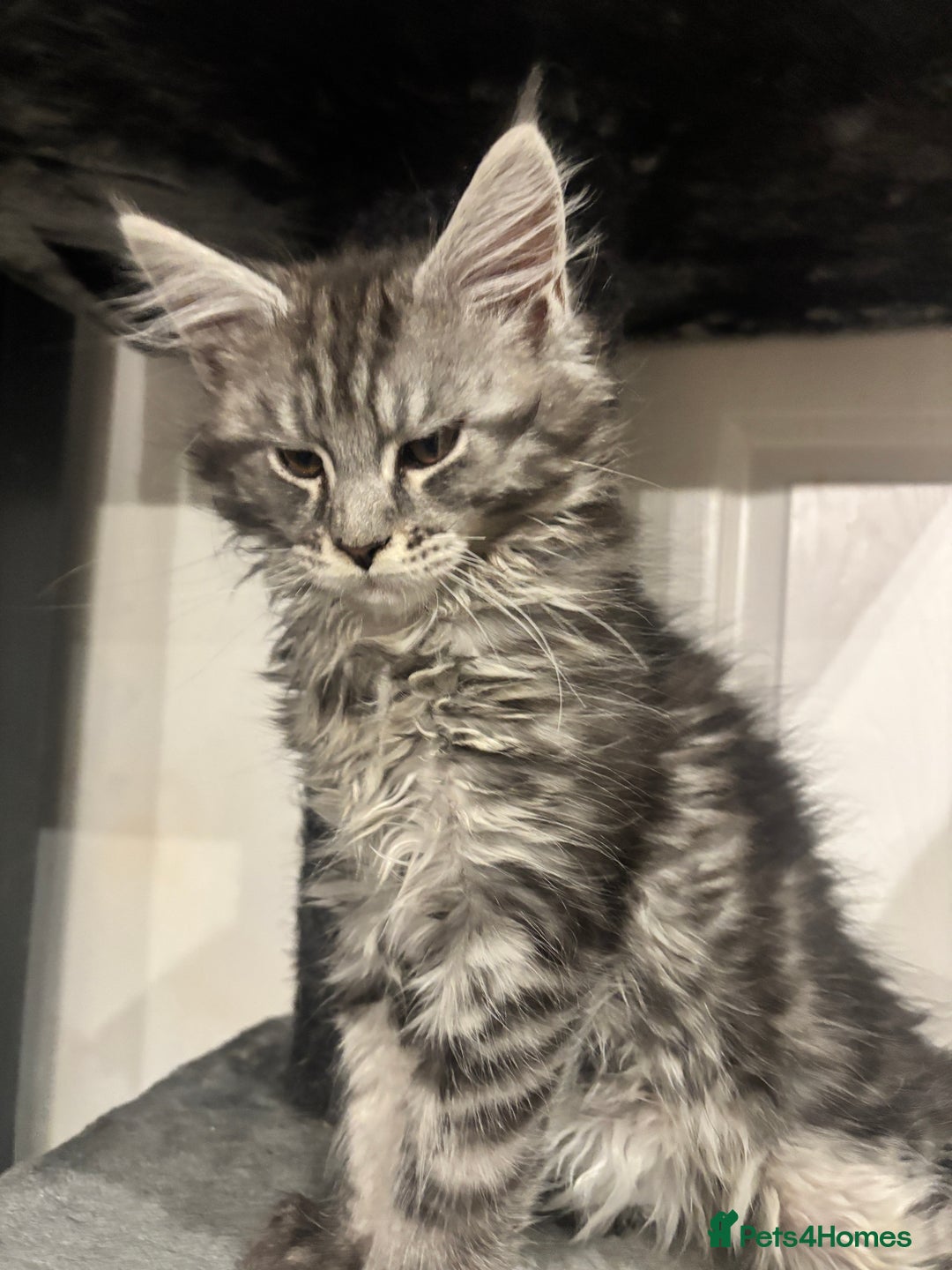 Maine Coon cats for sale:  TICA Maine Coon Kitten litter due soon!  - Advert 15