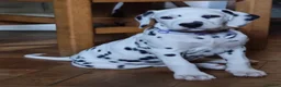 Dalmatian dogs for sale: 2 KC dogs and bitches looking for forever homes. - Advert 6
