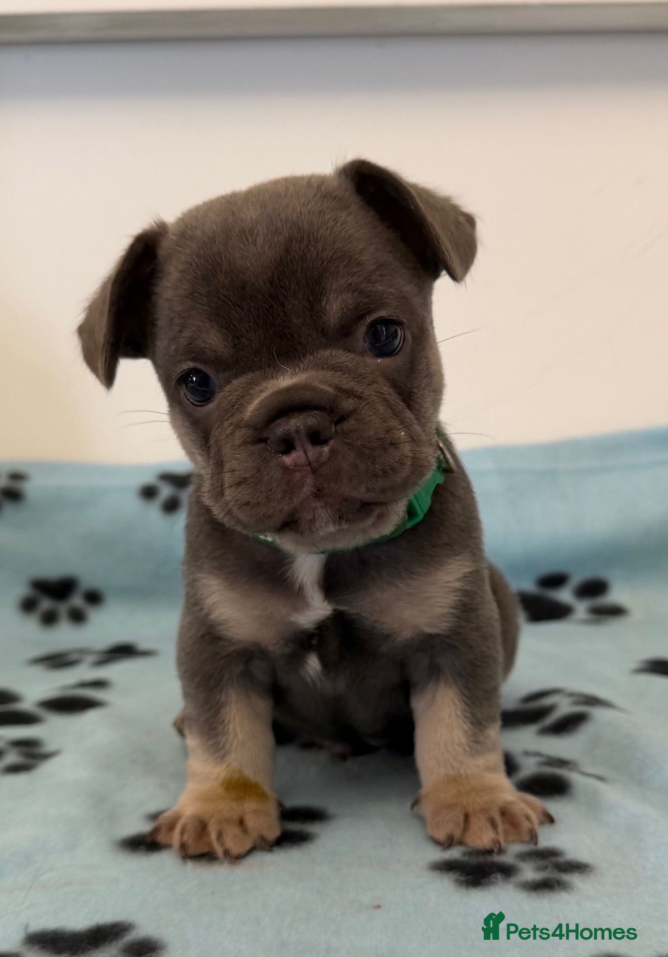 French Bulldog dogs K.C registered French bulldog  - Advert 18