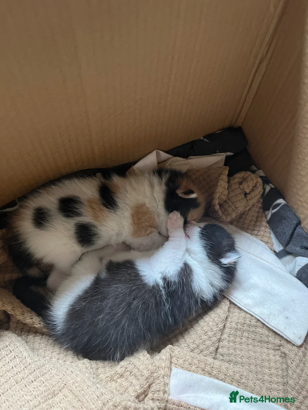 Mixed Breed cats for sale: Mixed breed quarter Russian blue  - Advert 2