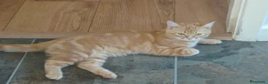Ginger 