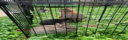 Netherland Dwarf rabbits for sale: LAST 1 LEFT - Gorgeous Netherland Dwarf - Advert 9