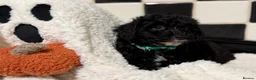Jackapoo dogs for sale: *** Stunning Jackapoos Ready Now - Advert 22