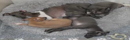 Italian Greyhound dogs for sale: One Fawn male Italian Greyhound - Advert 4