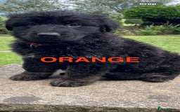 German Shepherd dogs for sale: ONE GIRL AVAILABLE -German shepherd puppies - Image 10