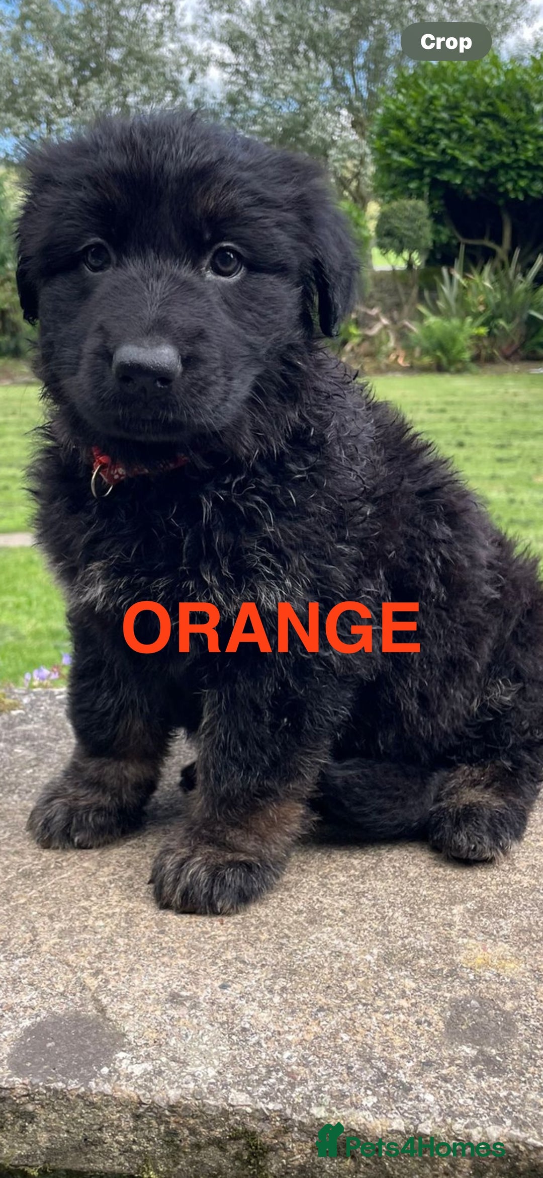 German Shepherd dogs for sale: ONE GIRL AVAILABLE -German shepherd puppies - Image 10