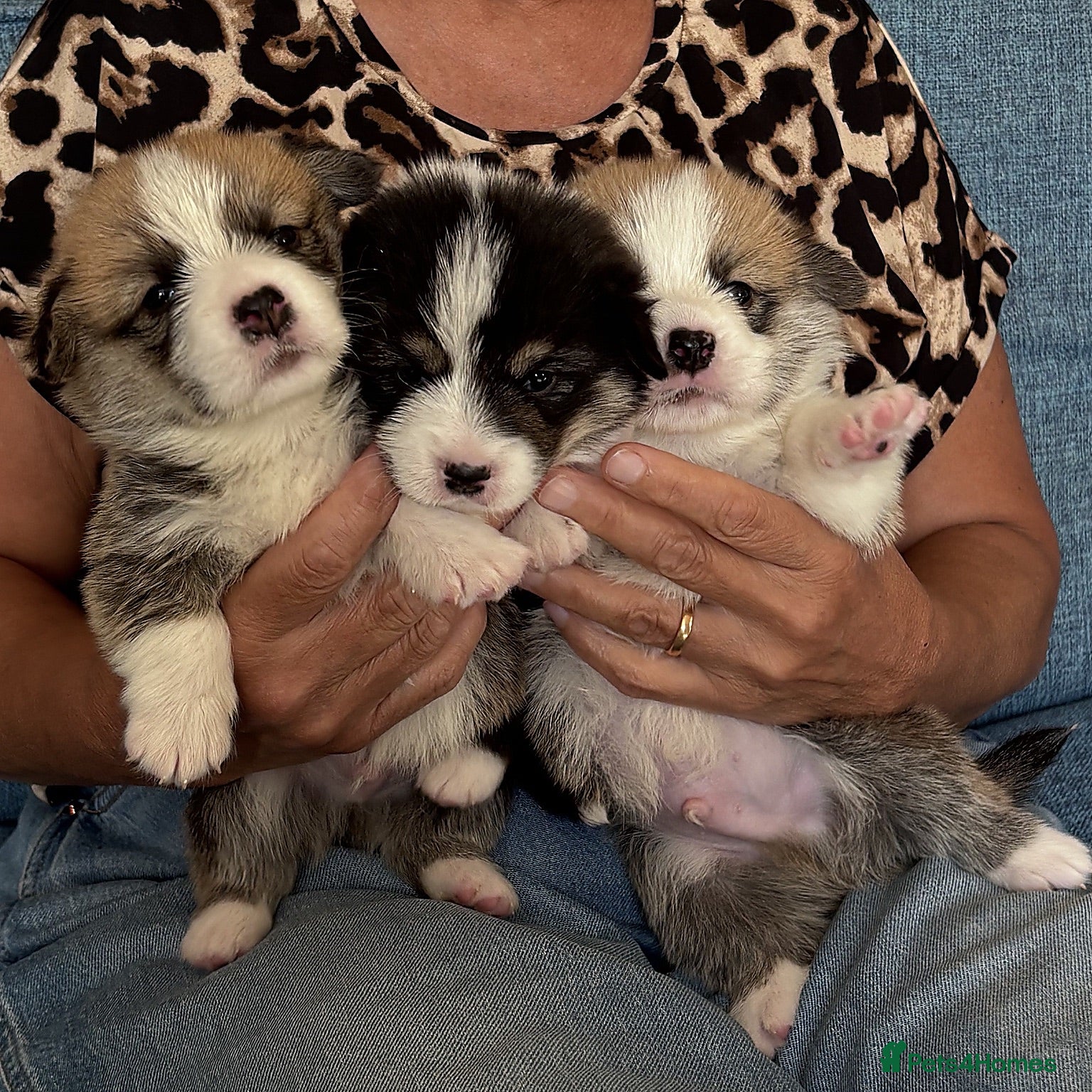 Welsh Corgi Pembroke dogs Hand reared Pembroke Corgis - Advert 5