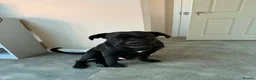 Mixed Breed dogs for sale: Whippet terrier X Cane corso - Advert 4