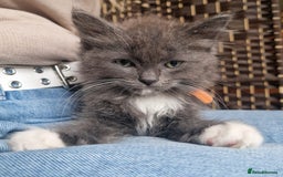Ragdoll cats for sale: 6 CROSS RAGDOLL KITTENS WAITING FOR A LOVING HOME - Image 23