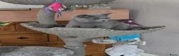 British Shorthair cats for sale:  Ready Now dual registered active,please read - Advert 24