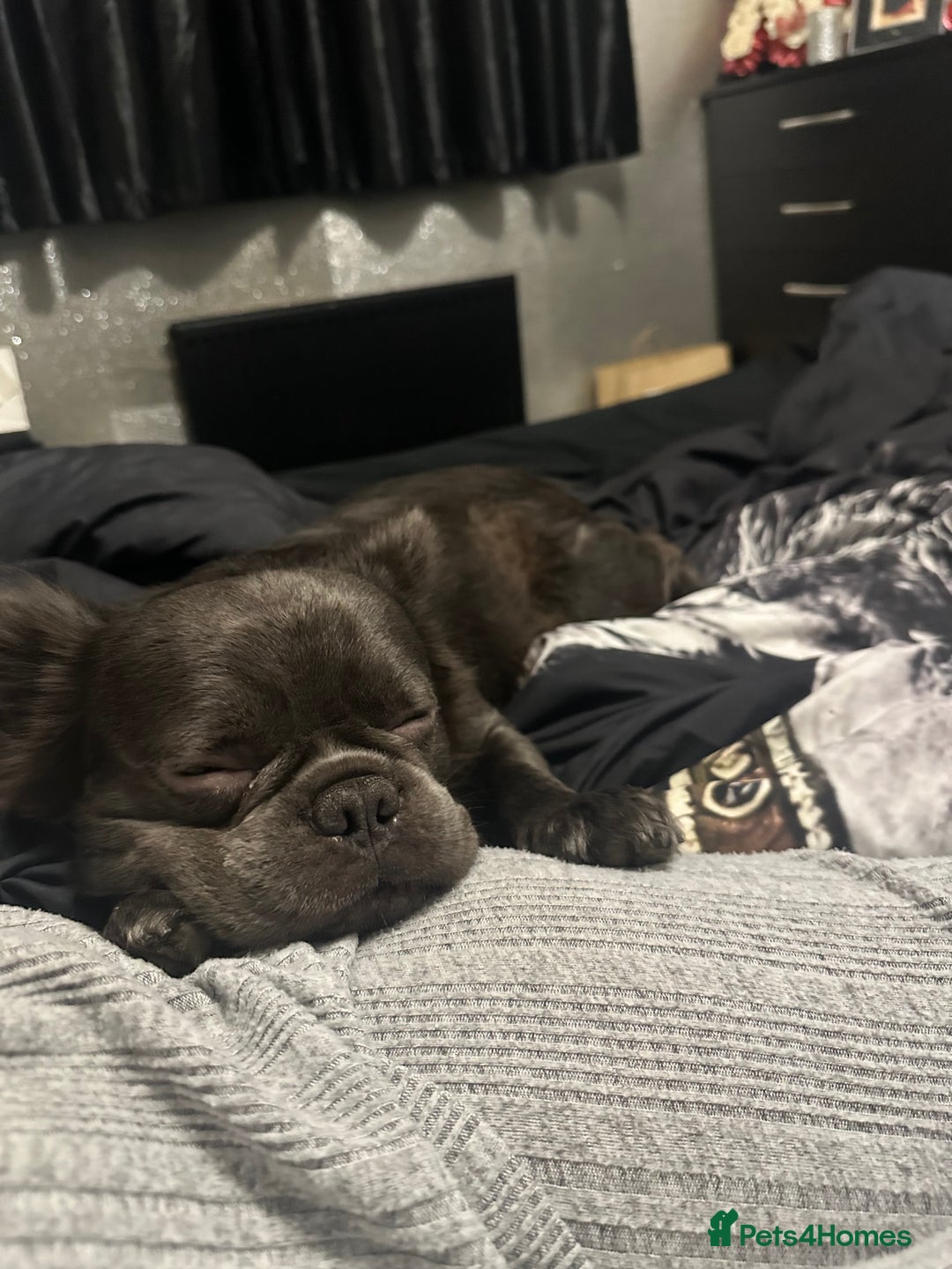 French Bulldog dogs for sale: Beautiful full fluffy French bulldog  - Advert 7