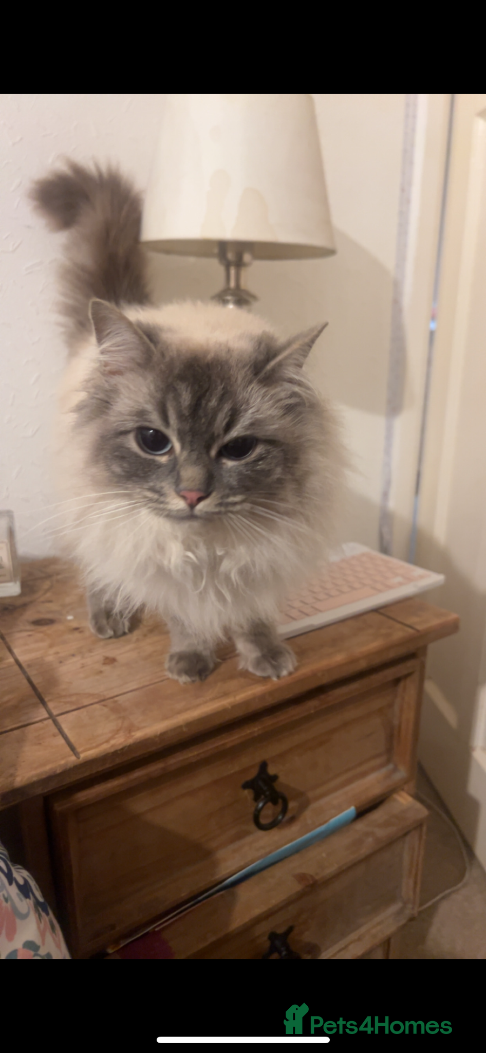 Ragdoll cats for sale: Ragdoll mixed kittens for sale  - Advert 1