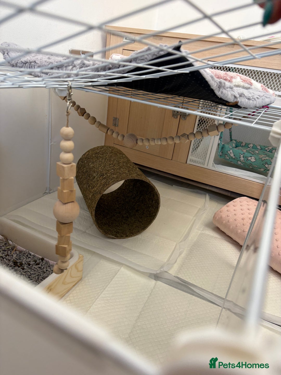 Mixed Breed rabbits for sale: Indoor Rabbit Plus Full Set Up/Etc. For Sale - Advert 9