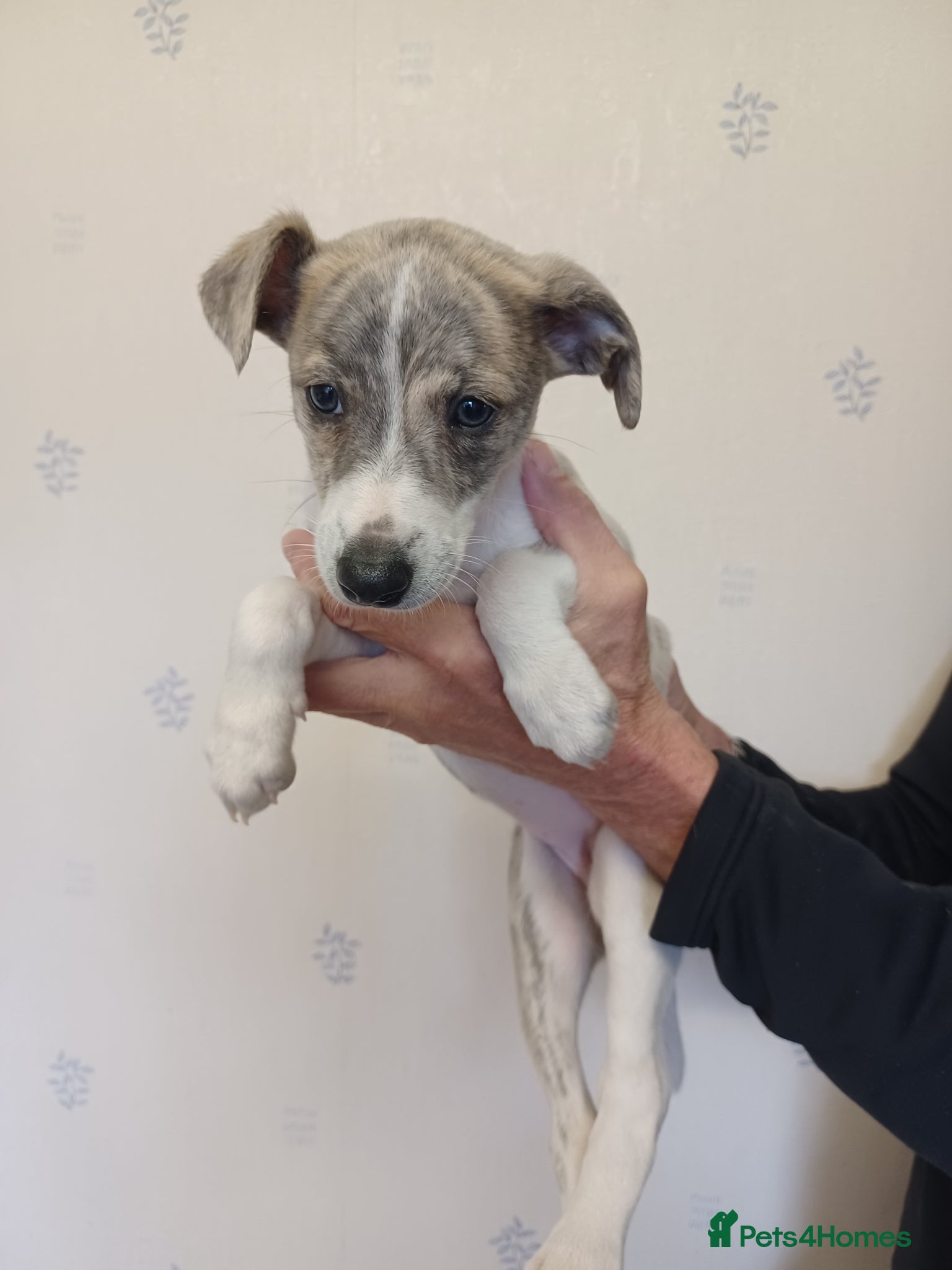 Whippet dogs KC Registered Puppies - Advert 4