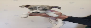 Whippet Puppy 2