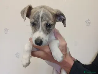 Whippet dogs KC Registered Puppies - Ready to leave - Advert 12