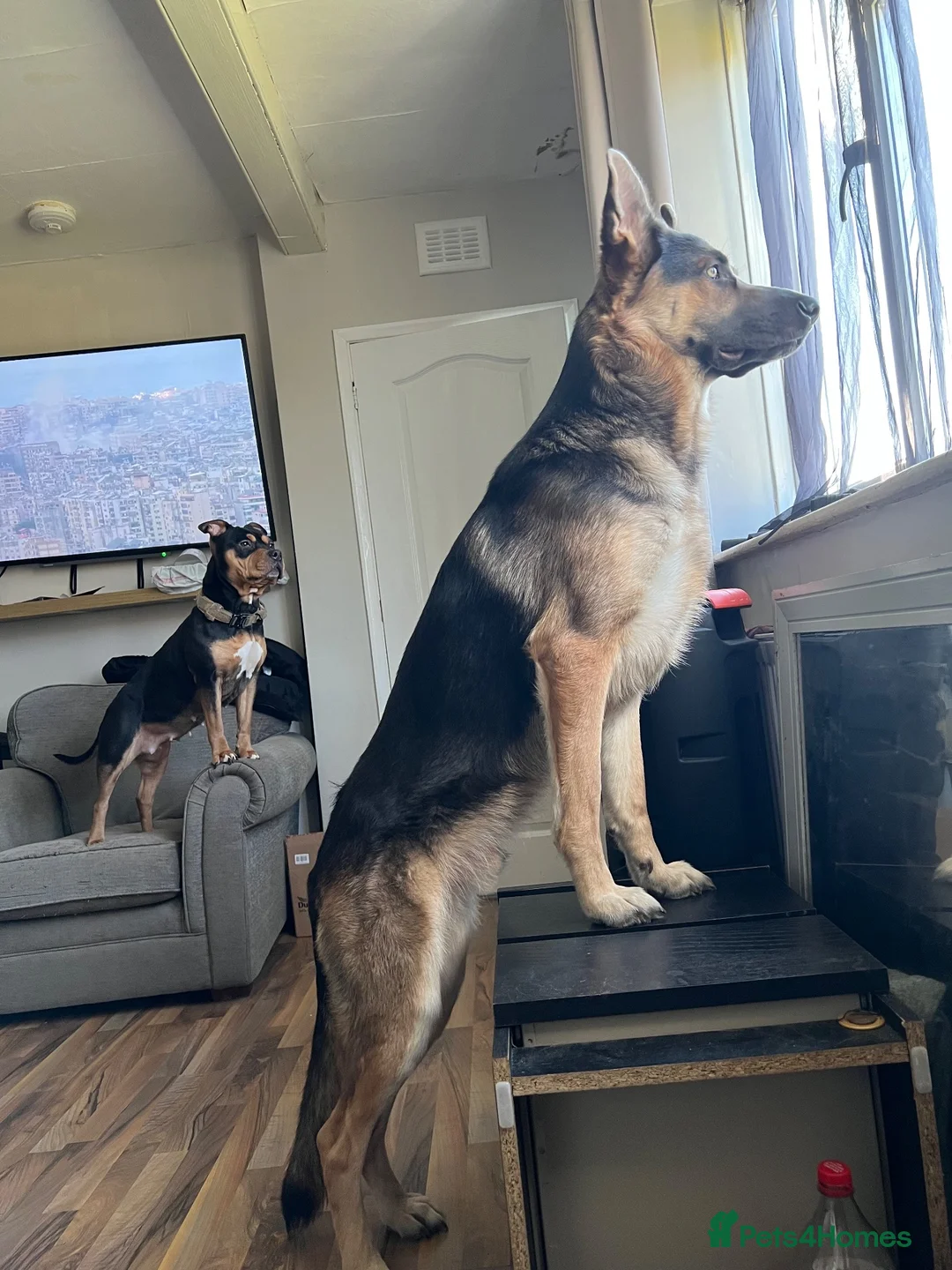 Mixed Breed dogs for sale: American bully x Gsd puppies  in Ripley - Advert 15