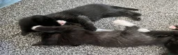 Mixed Breed cats for sale: 4 lovely kittens  - Advert 7