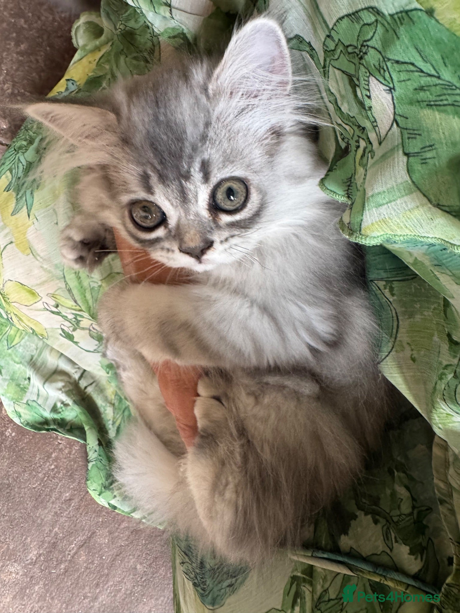 British Longhair cats 3 Adorable Loving British Longhair Kittens  - Advert 4