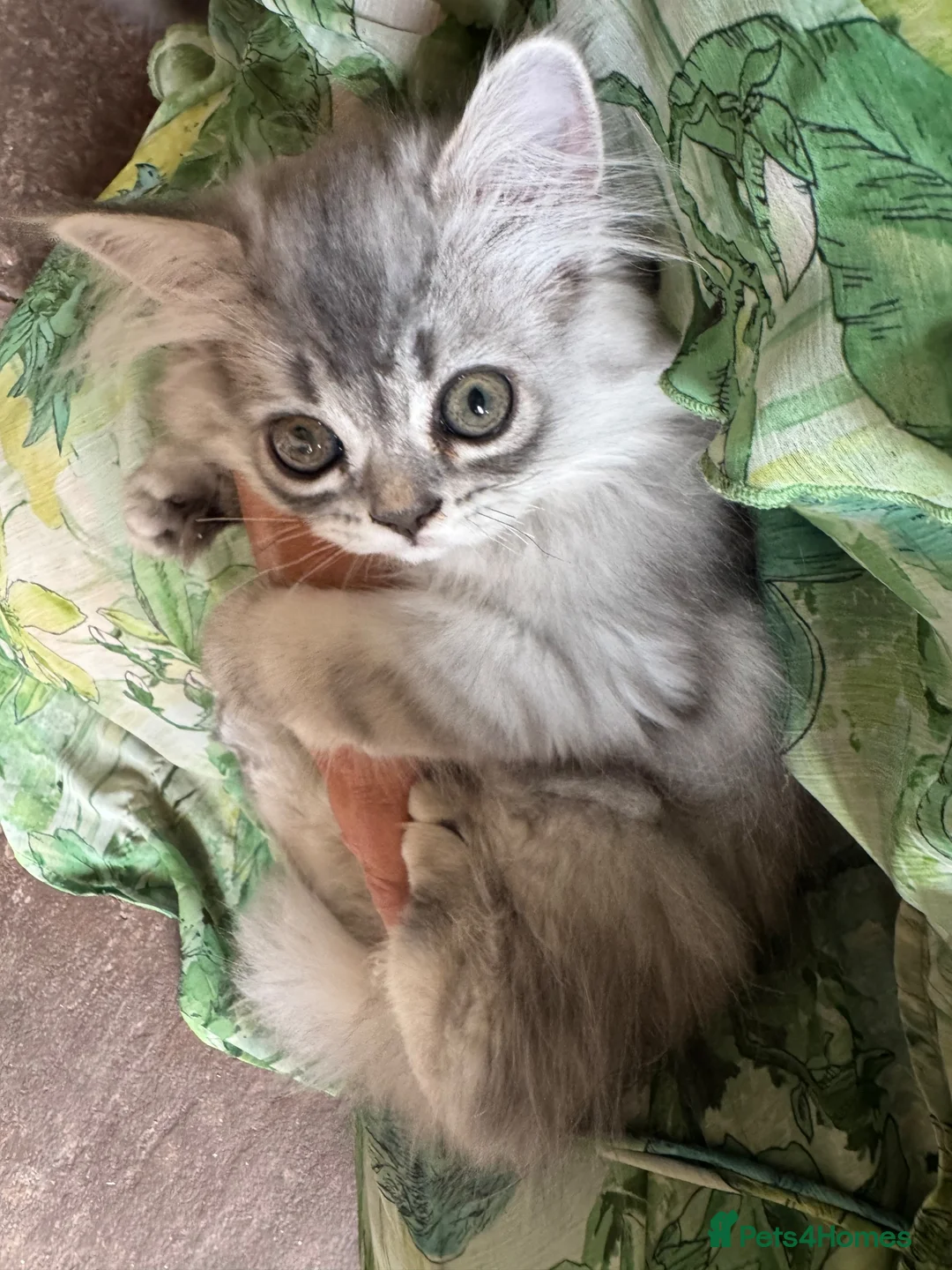 British Longhair cats for sale: 3 Adorable Loving British Longhair Kittens  - Advert 1