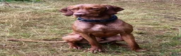 Hungarian Vizsla dogs for sale: Beautiful Smooth haired Hungarian Vizslas  - Advert 16
