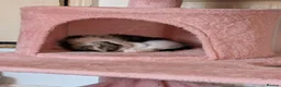Mixed Breed cats for sale: 4 Beautiful Kittens are available to move in! - Advert 3