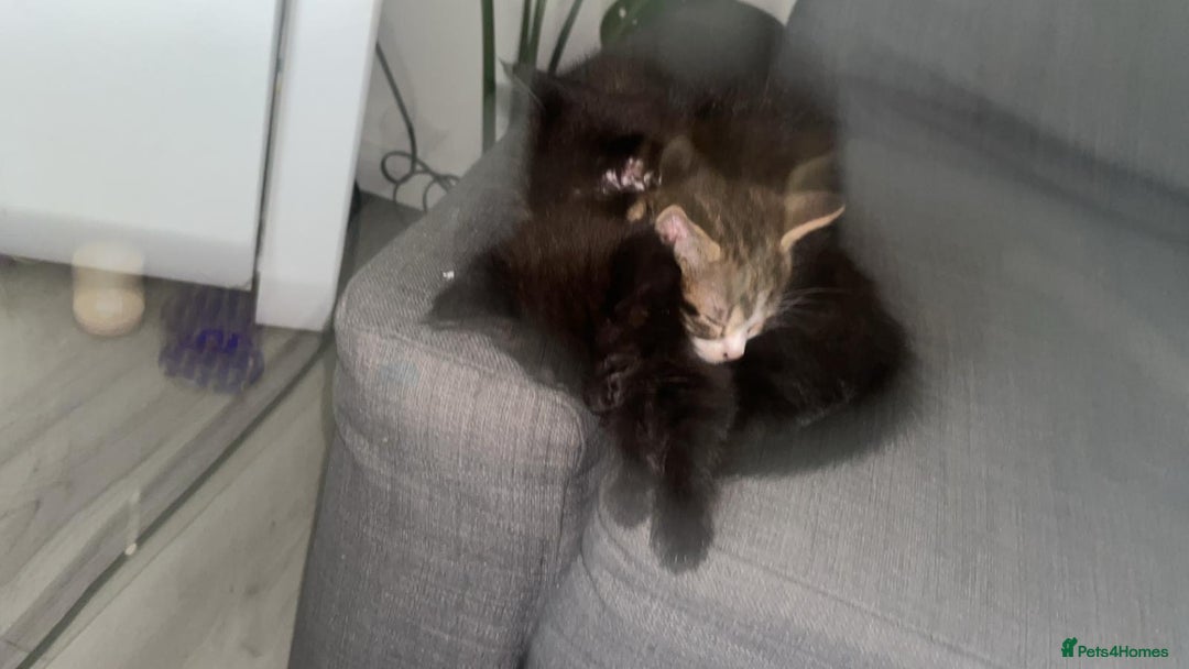 British Shorthair cats for sale: kittens  - Image 1