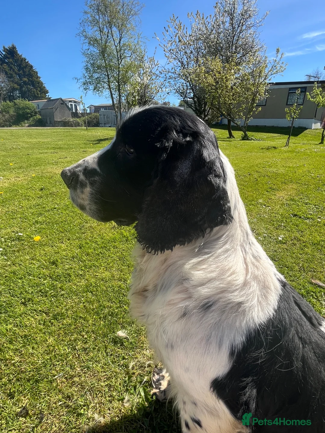 Cocker Spaniel dogs for sale: Working Cocker Spaniels in Haverfordwest - Advert 2
