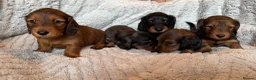 Miniature Dachshund dogs for sale: Mini Long hair dachshunds Kc registered  in Kingswinford - Advert 5