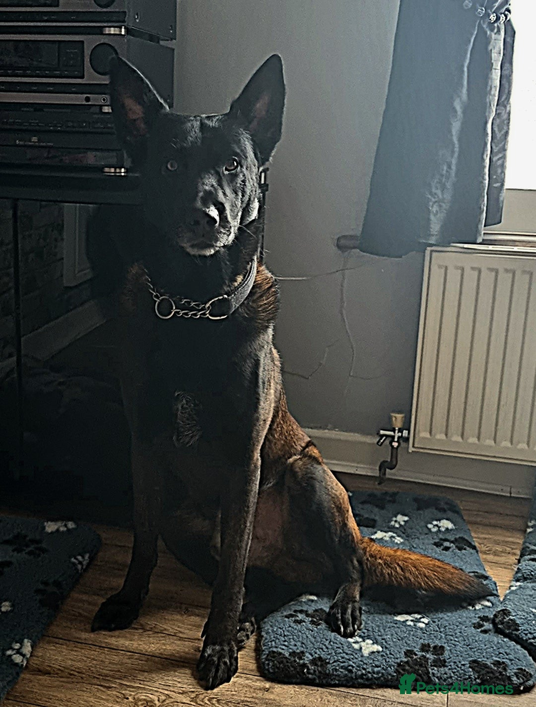 Belgian Shepherd Dog dogs for sale: Mother is a Dutch Herder NOT Belgian shepherd!!  - Advert 2