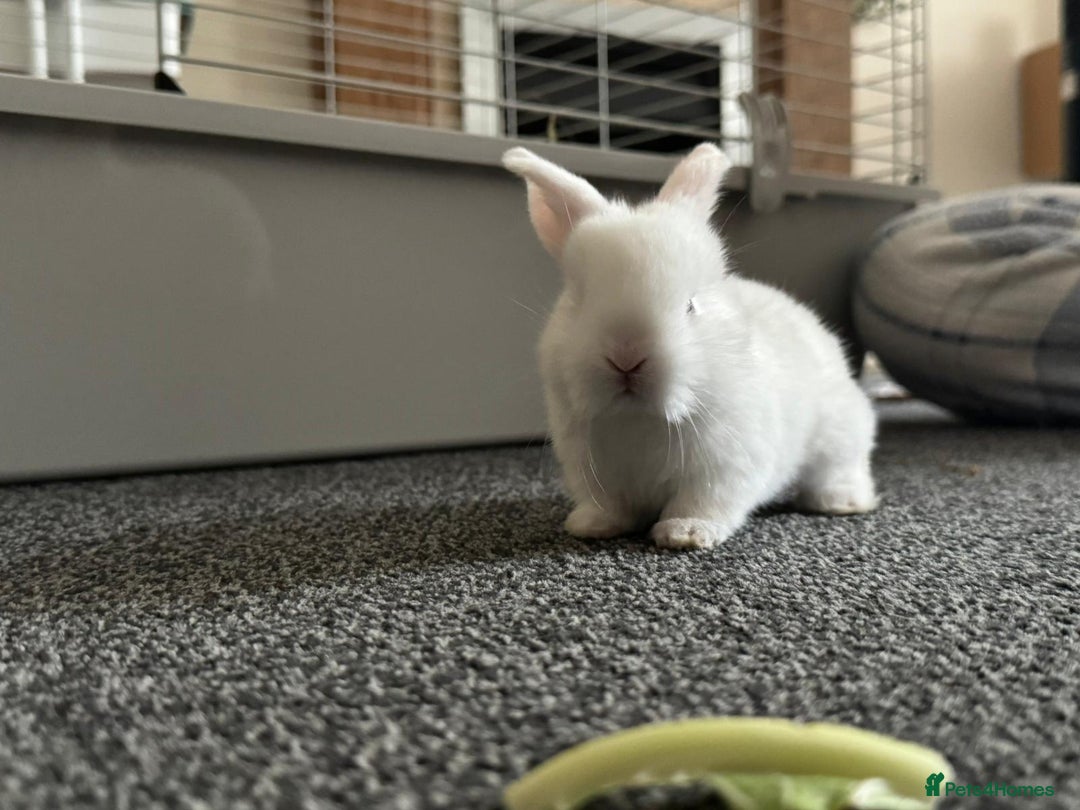 Dwarf Lop rabbits for sale: Baby bunnies - Image 2
