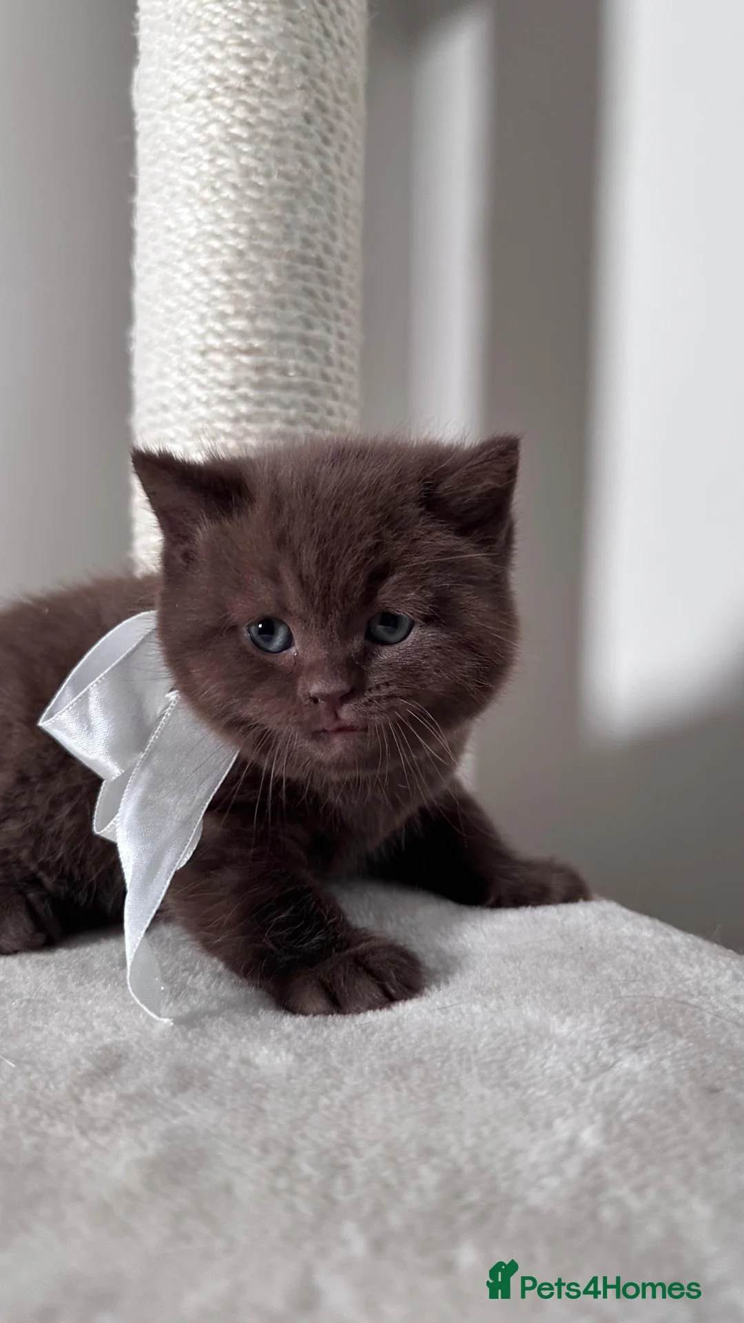 British Shorthair cats for sale: Adorable British Shorthair Kittens for Sale in Lincoln - Advert 9