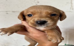 Springador dogs for sale: Beautiful springador puppies ready now - Image 1