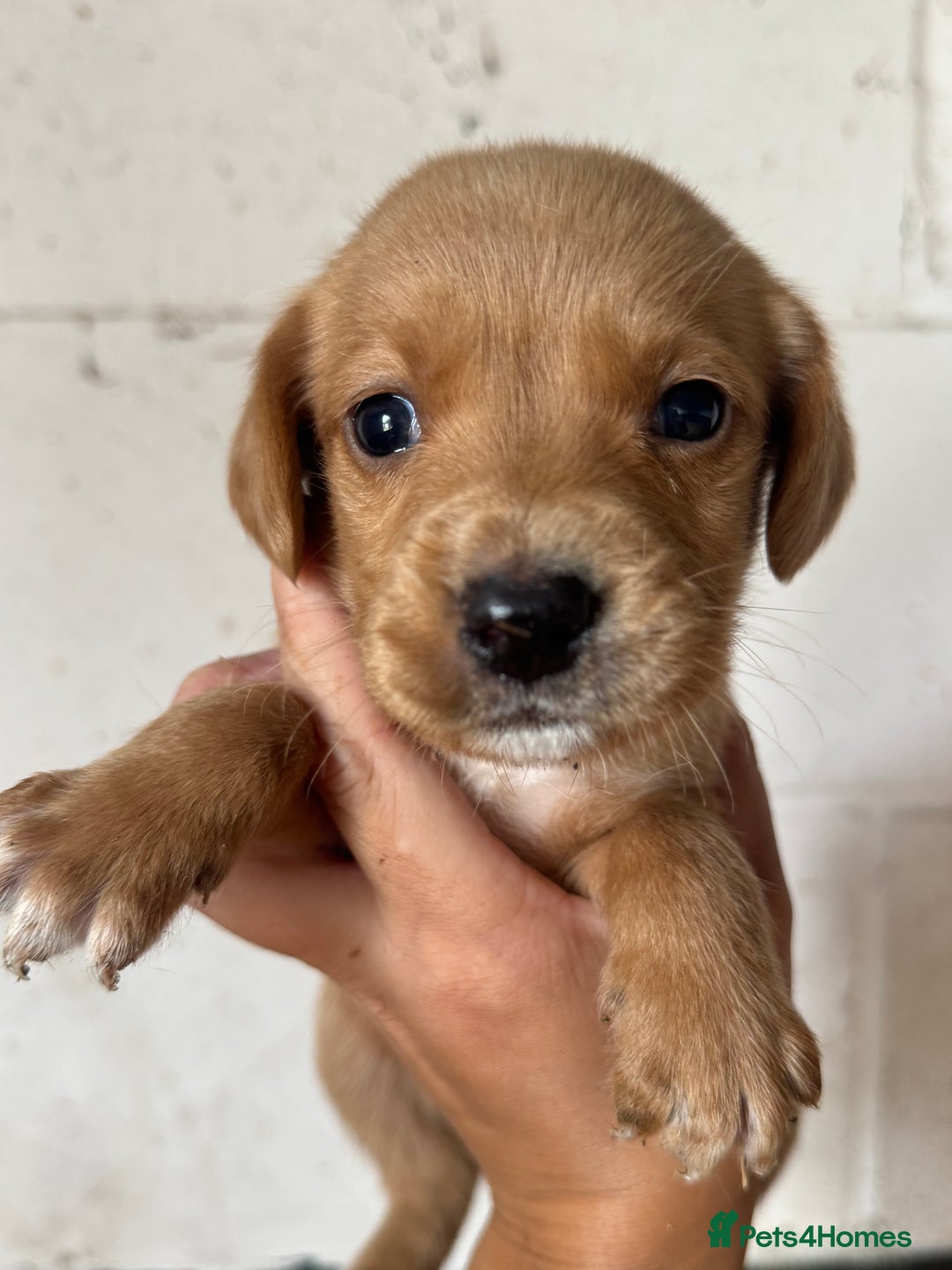 Springador dogs for sale: Beautiful springador puppies ready now - Image 1