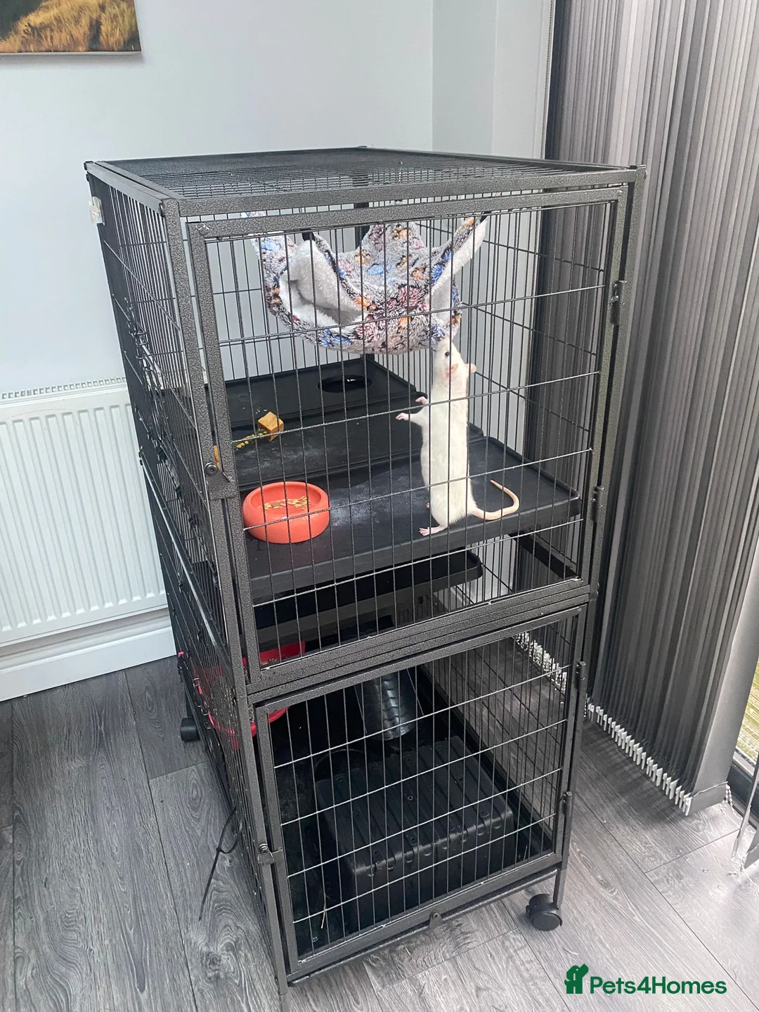 Rat rodents for sale: Rats + Rat Cage - Advert 1