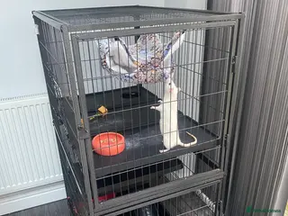 Rat rodents Rats + Rat Cage - Advert 4