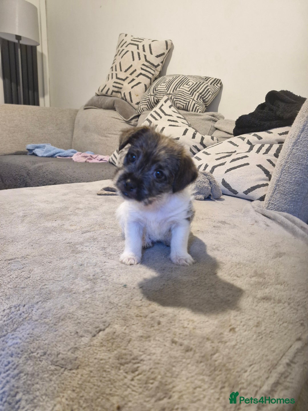 Mixed Breed dogs for sale: 3 beautiful malshi x Jack russell cross puppies  - Advert 16