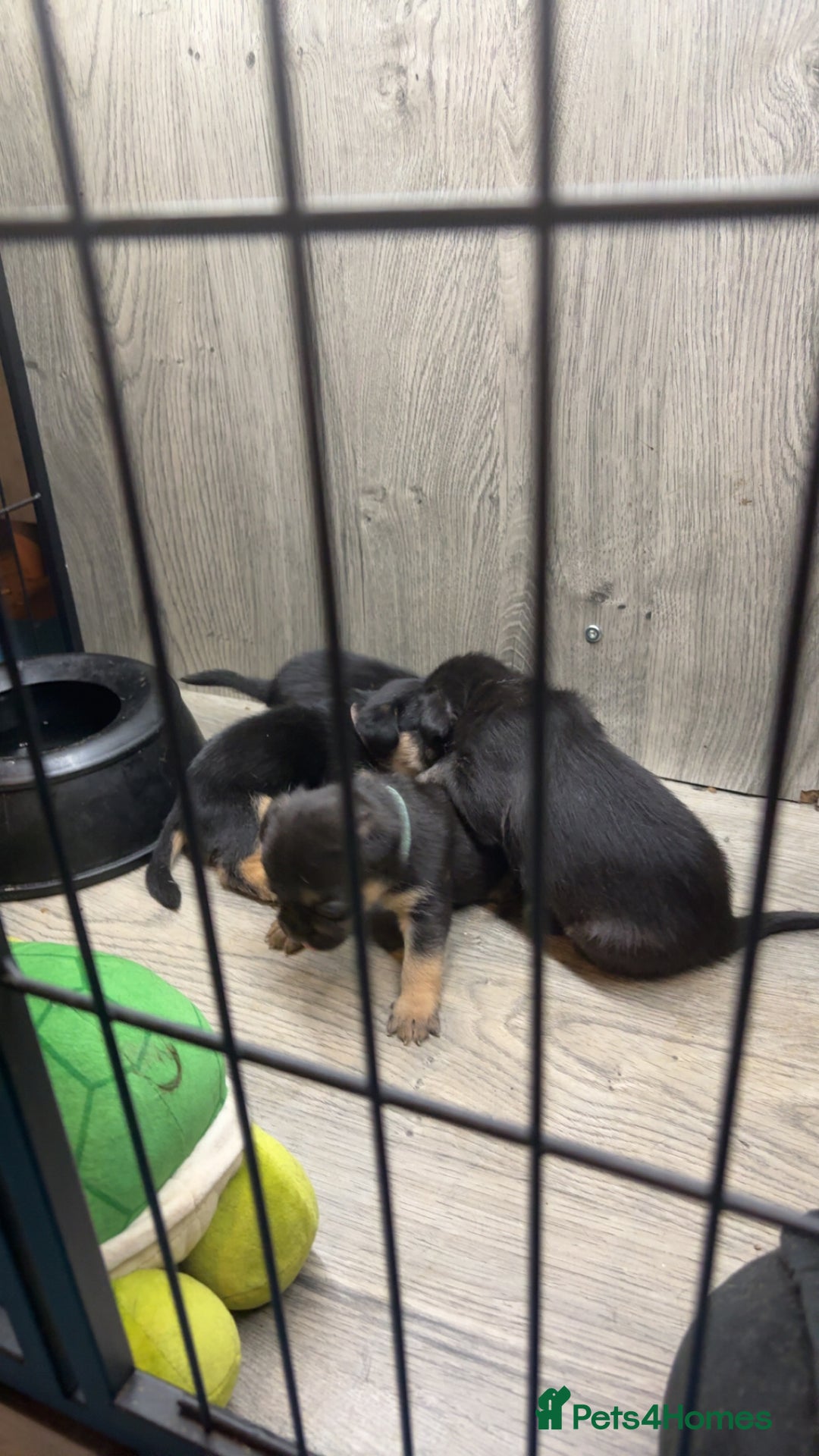 Mixed Breed dogs for sale: 5 French bulldog cross pups for sale  - Advert 14