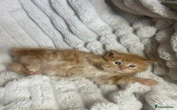 Ragcoon cats for sale: ⭐️RAGCOON FEMALE ⭐️ READY NOW - Image 13