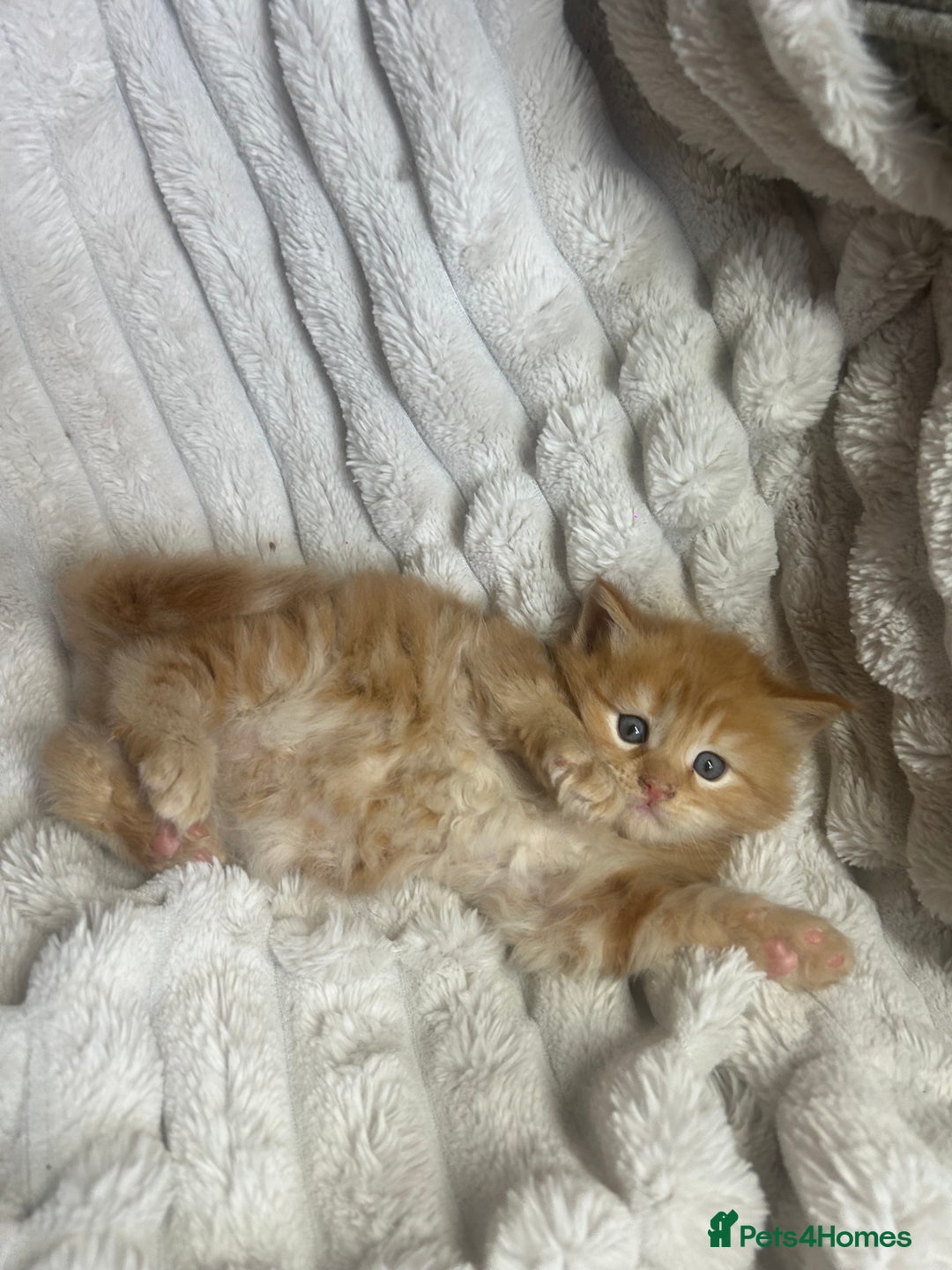 Ragcoon cats for sale: ⭐️RAGCOON FEMALE ⭐️ READY NOW - Image 13