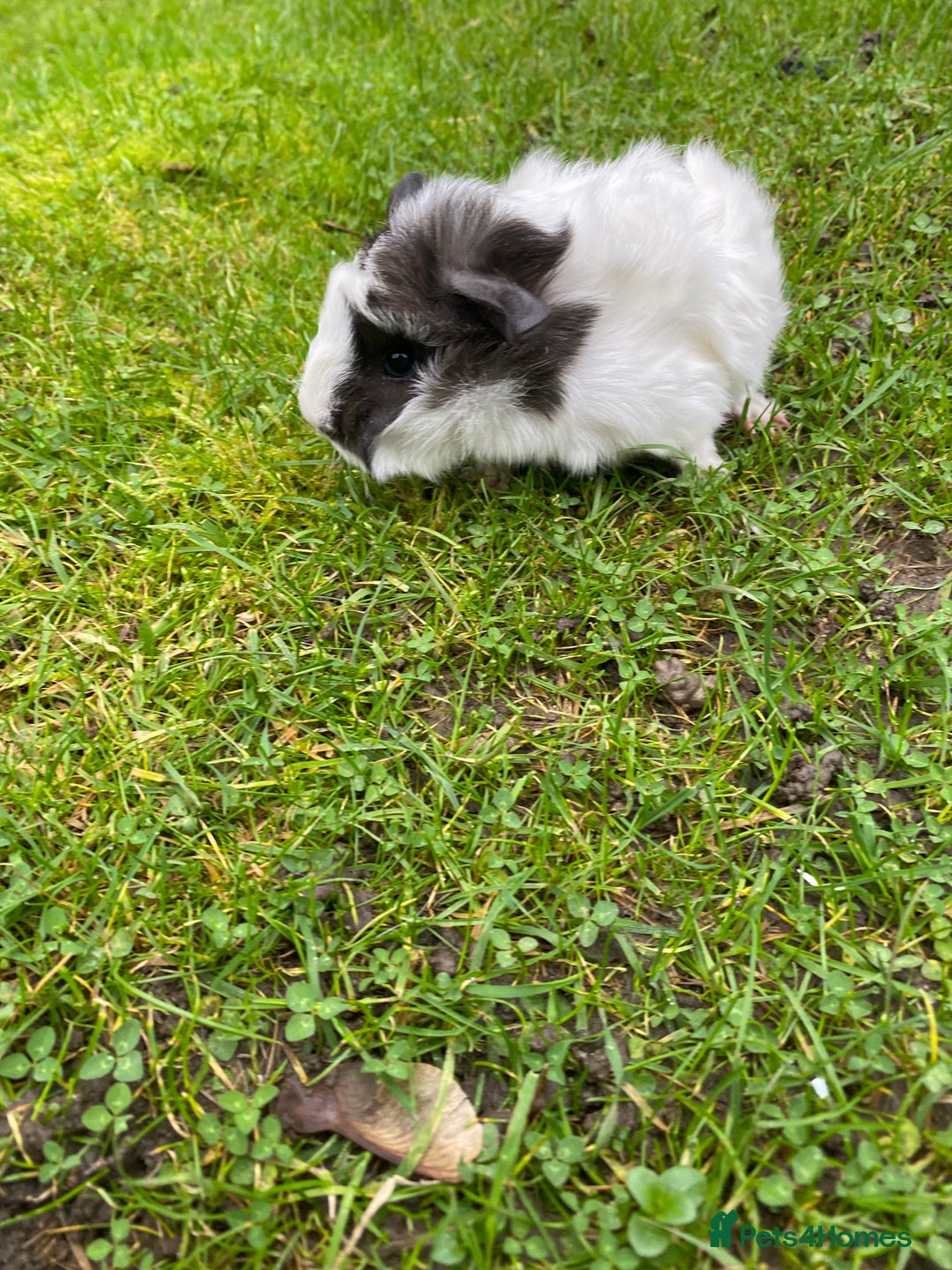 Guinea Pig rodents for sale: Last 1! Peruvian cross baby guinapigs long haired - Advert 3