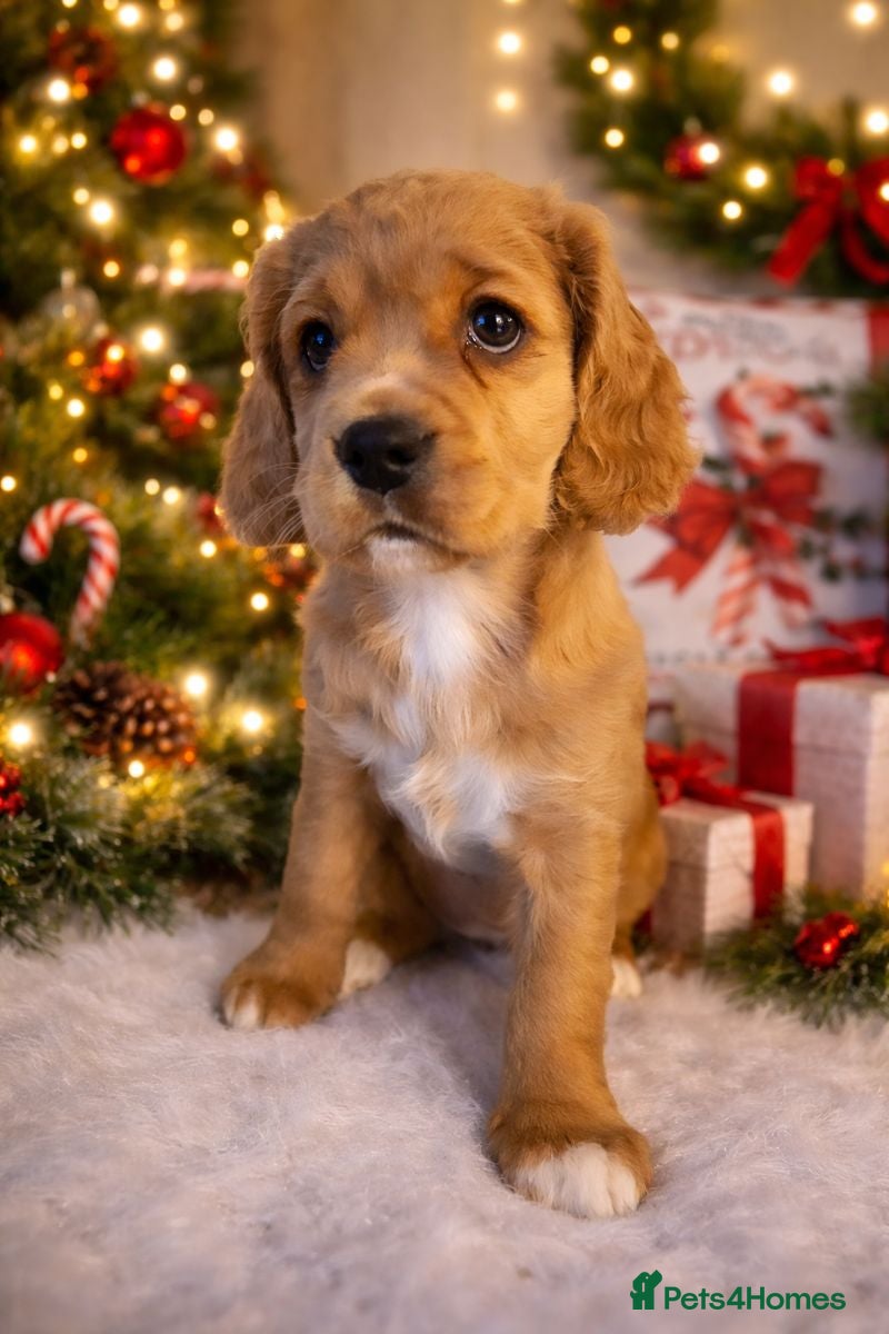 Mixed Breed dogs Cavapoo girl Ready for forever home - Advert 10