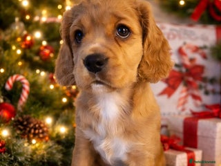 Mixed Breed dogs Cavapoo girl Ready for forever home - Advert 10