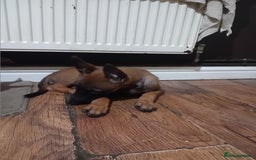 Belgian Shepherd Dog dogs for sale: Belgian malinois puppies for sale  - Image 11