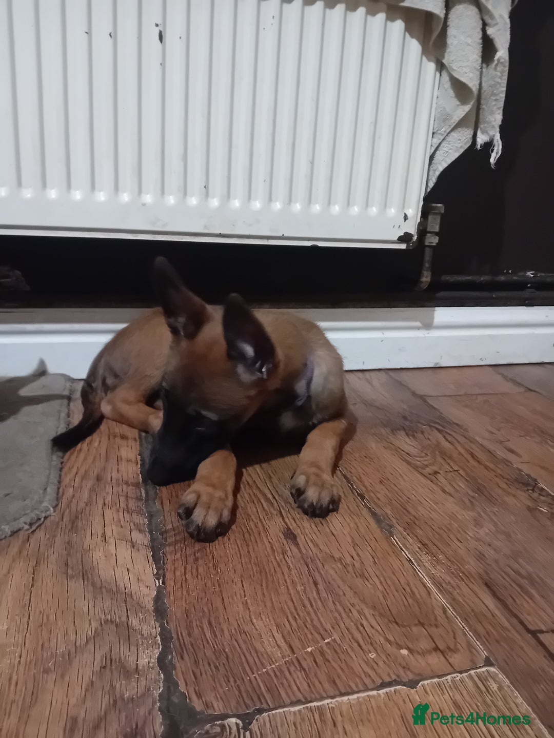 Belgian Shepherd Dog dogs for sale: Belgian malinois puppies for sale  - Image 11