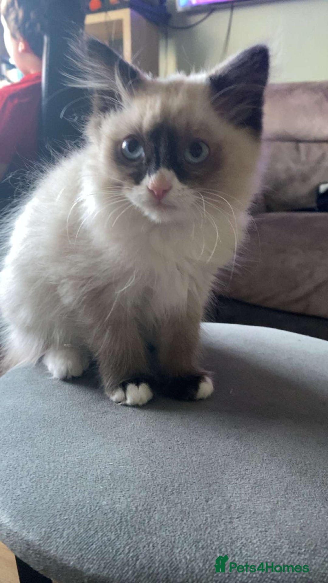 Ragdoll cats for sale: Ragdoll kitten for sale  - Advert 1