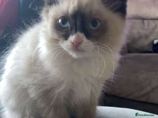 Ragdoll cats Ragdoll kitten for sale - Advert 2